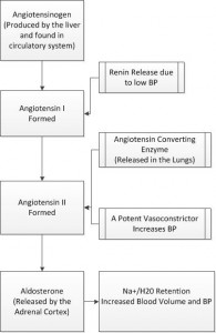 Renin Angiontensin Pathway