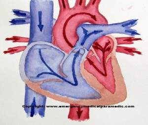 Blood Flow Through Heart Diagram
