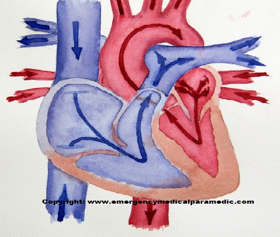 2.08.2013 · illustration of blood flow through the heart, unlabeled. Blood Flow Through The Heart