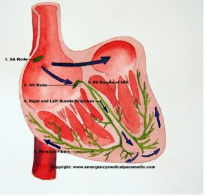 Conduction System of the Heart