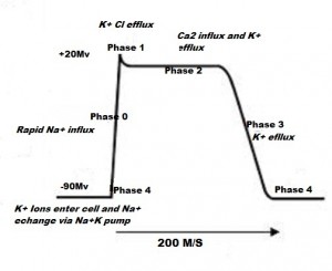 Cardiac Action Potential