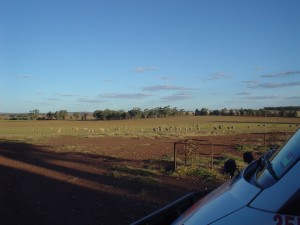 Australian Paramedic